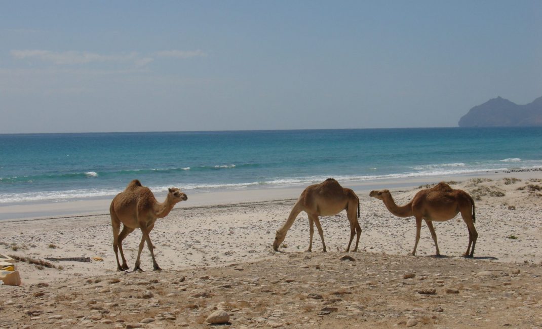 9 Mughsail camels