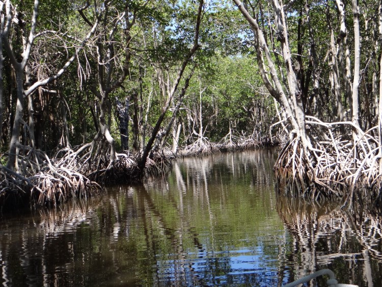 Florida Roadtrip deel III Crystal River - Fort Myers - Sanibel - The Everglades foto 5