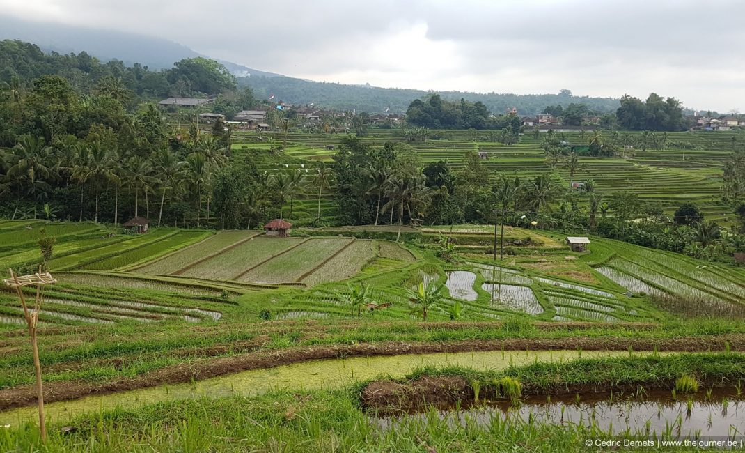 De rijstterrassen van Jatiluwih zijn werelderfgoed.